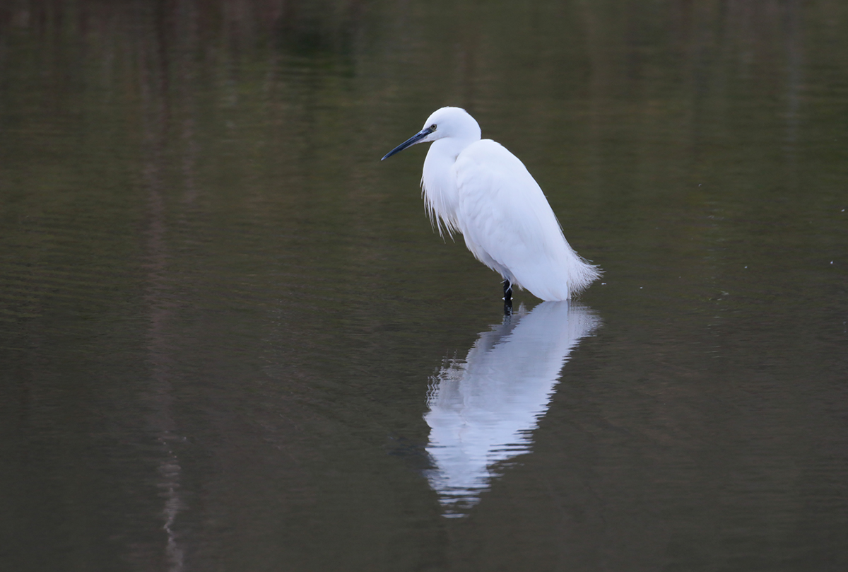 Kleine Zilverreiger